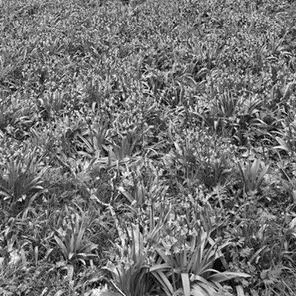 Photo of black and white plants as placeholder