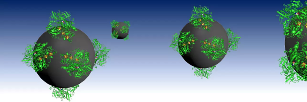 banner enzyme on carbon